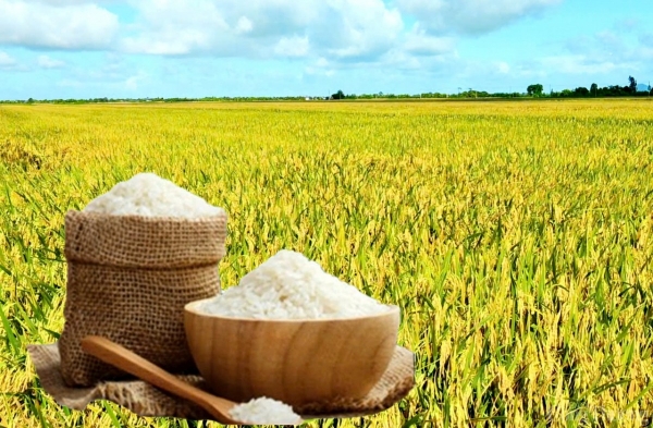 Rice continues to fall sharply