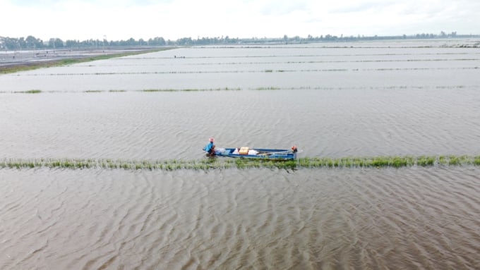 La gente usa lanchas motoras para colocar redes de pesca en campos inundados en la ciudad de Kien Tuong, provincia de Long An, el 4 de septiembre. Foto: Hoang Nam