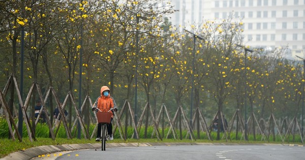 Mãn nhãn với đường hoa phong linh nở vàng đầu mùa trên đường phố Hà Nội