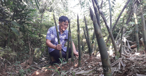 タイグエン地方のある場所では、地面から鋭い若芽が出てくる「特別な野菜」に例えられるどんな種類の竹が栽培されているのでしょうか。