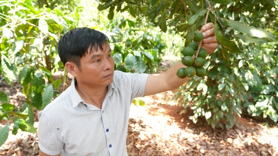 Owner of organic macadamia garden with 'safe and secure' mindset