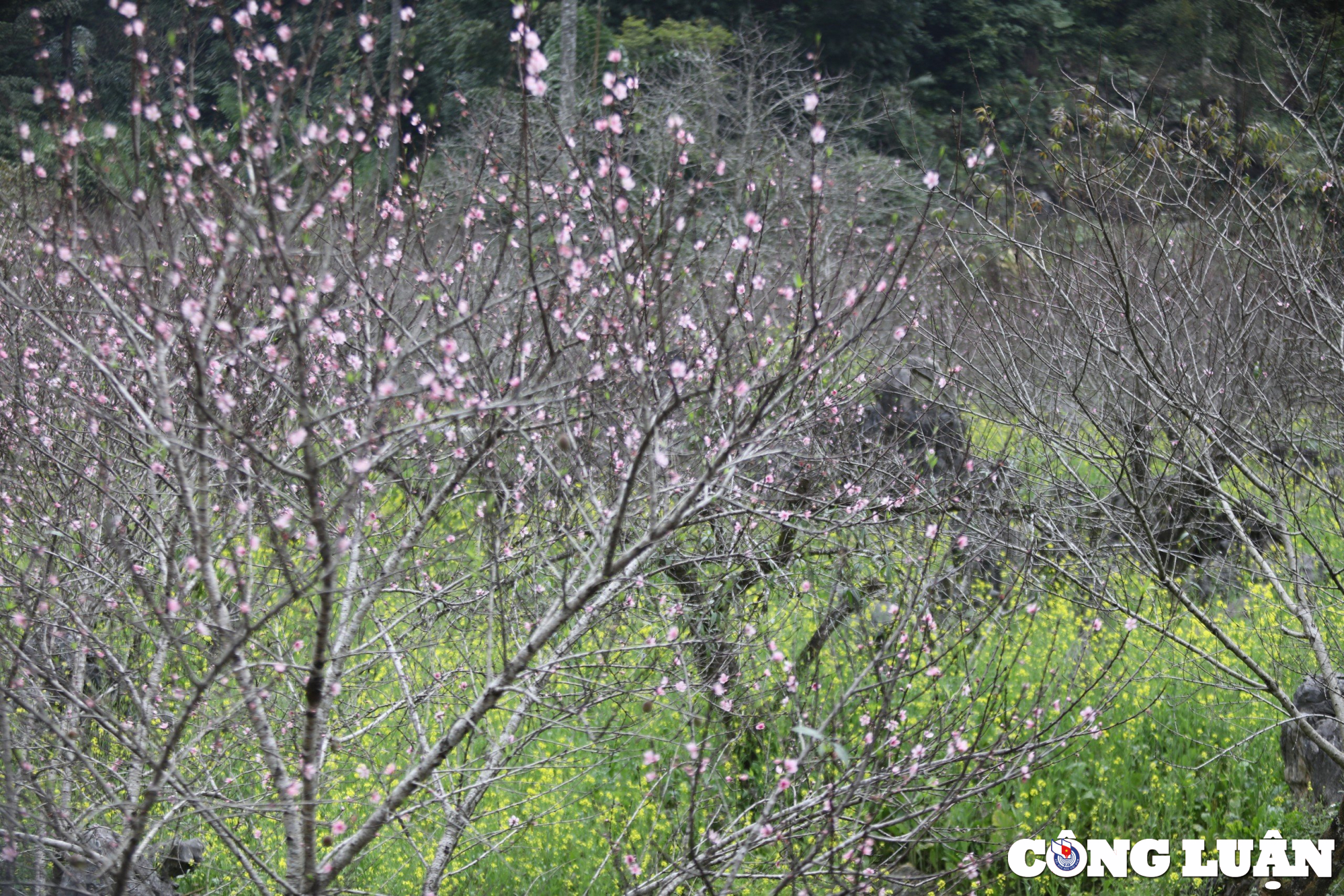 Las flores del valle añaden un color primaveral a la mesa de ensueño (imagen 13).
