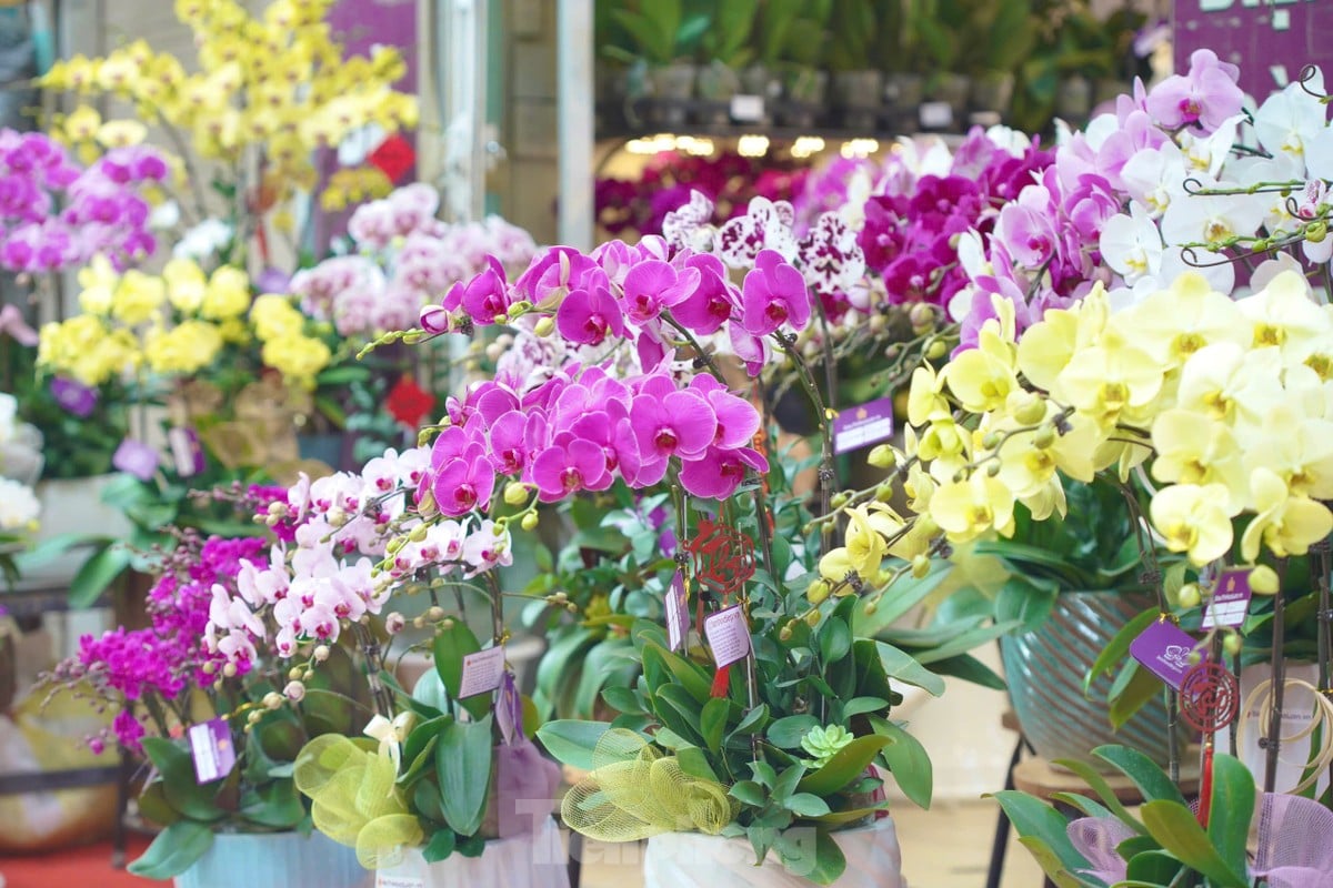 Phố cây cảnh lớn nhất Hà Nội ‘diện áo mới’ đón Tết ảnh 5
