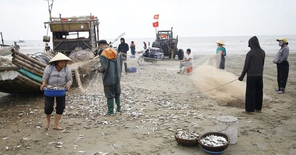 Tháng Giêng là tháng ăn chơi, nhưng ở một nơi của Thanh Hóa là tháng gỡ cá trích mỏi tay