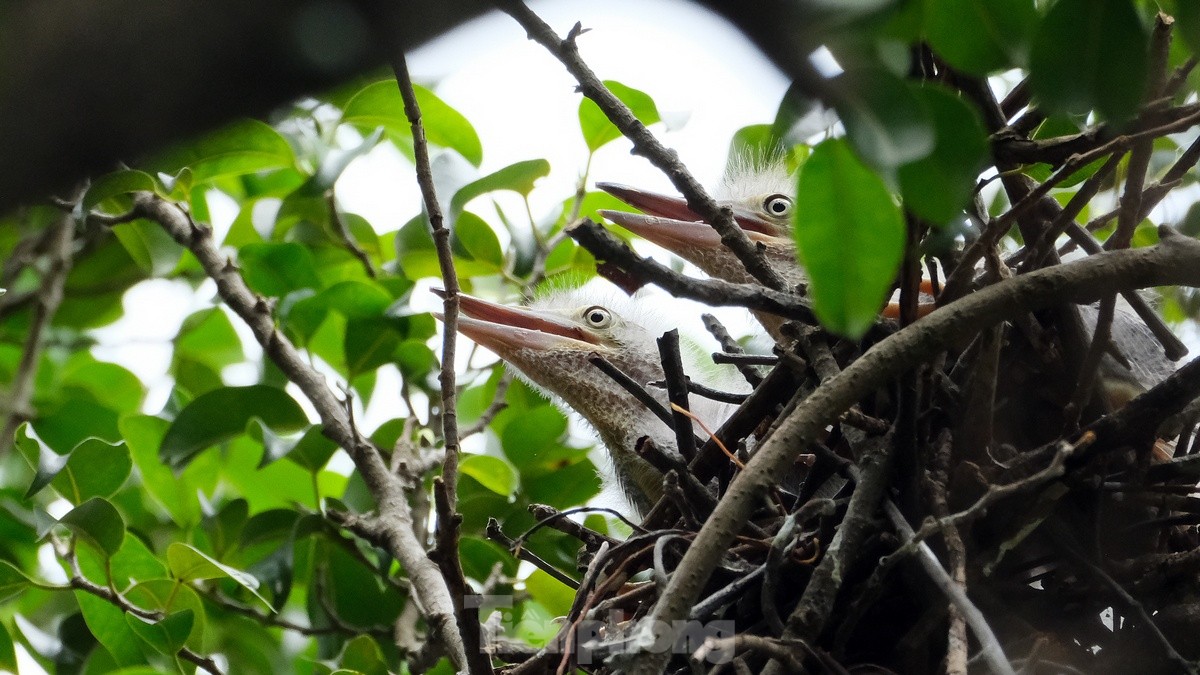 Les touristes apprécient de voir des volées d'oiseaux nicher naturellement au bord du lac Hoan Kiem, photo 4