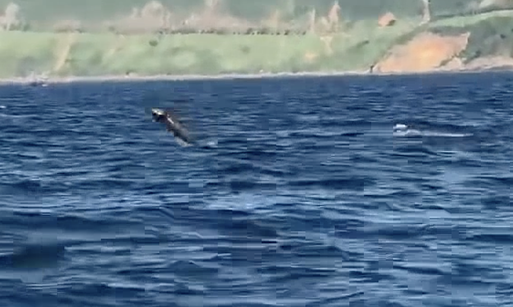 ダナン海岸近くで踊るイルカ