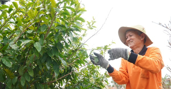 Trồng la liệt chậu mai vàng ở Tây Ninh, dân chơi thủ đô còn tìm vô mua, làng đẹp, nhà giàu