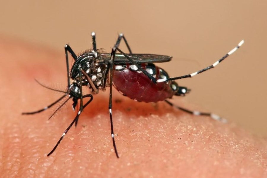 La temporada de dengue y la enfermedad de manos, pies y boca aumentan rápidamente en Ciudad Ho Chi Minh