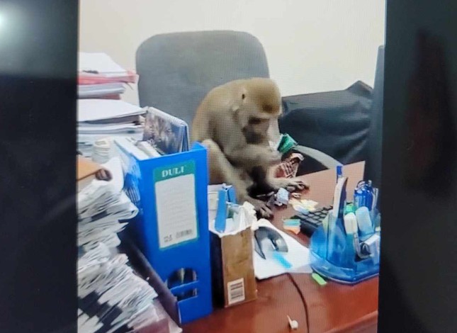 Monos salvajes hacen bromas a funcionarios y residentes en el centro de Hanoi (foto 2)