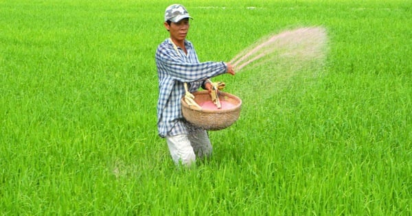 China doubles fertilizer use for rice, experts "advise" effective fertilizer use, helping soil health