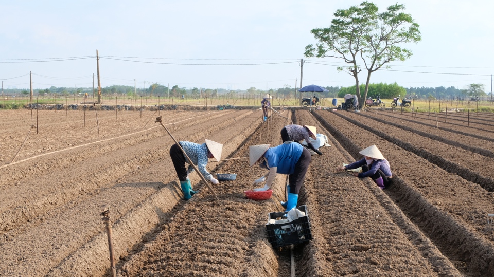 Farmers in Trang Viet commune are actively participating in the new vegetable planting season.