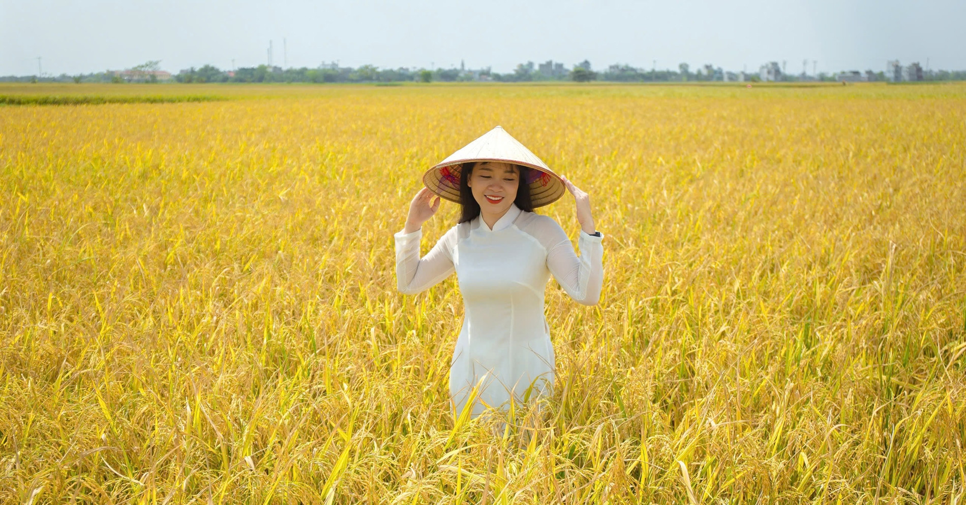 Beeindruckende goldene Jahreszeit an einem Ort ohne Berge, nur Flüsse, mehr als 100 km von Hanoi entfernt