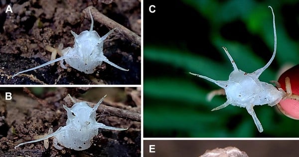 Se registra por primera vez una especie de planta transparente que vive en la latitud más alta de Vietnam