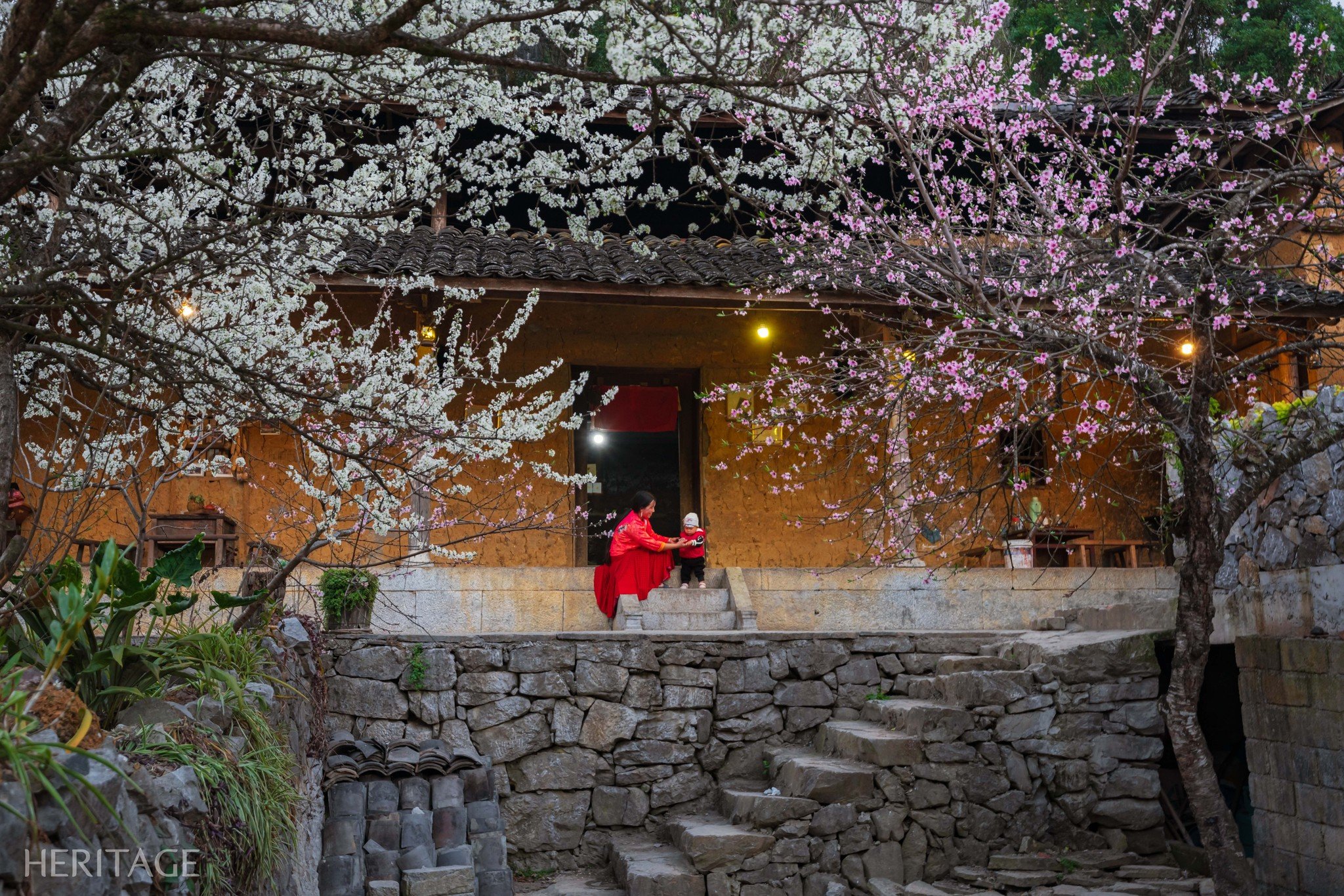 国境地帯の花