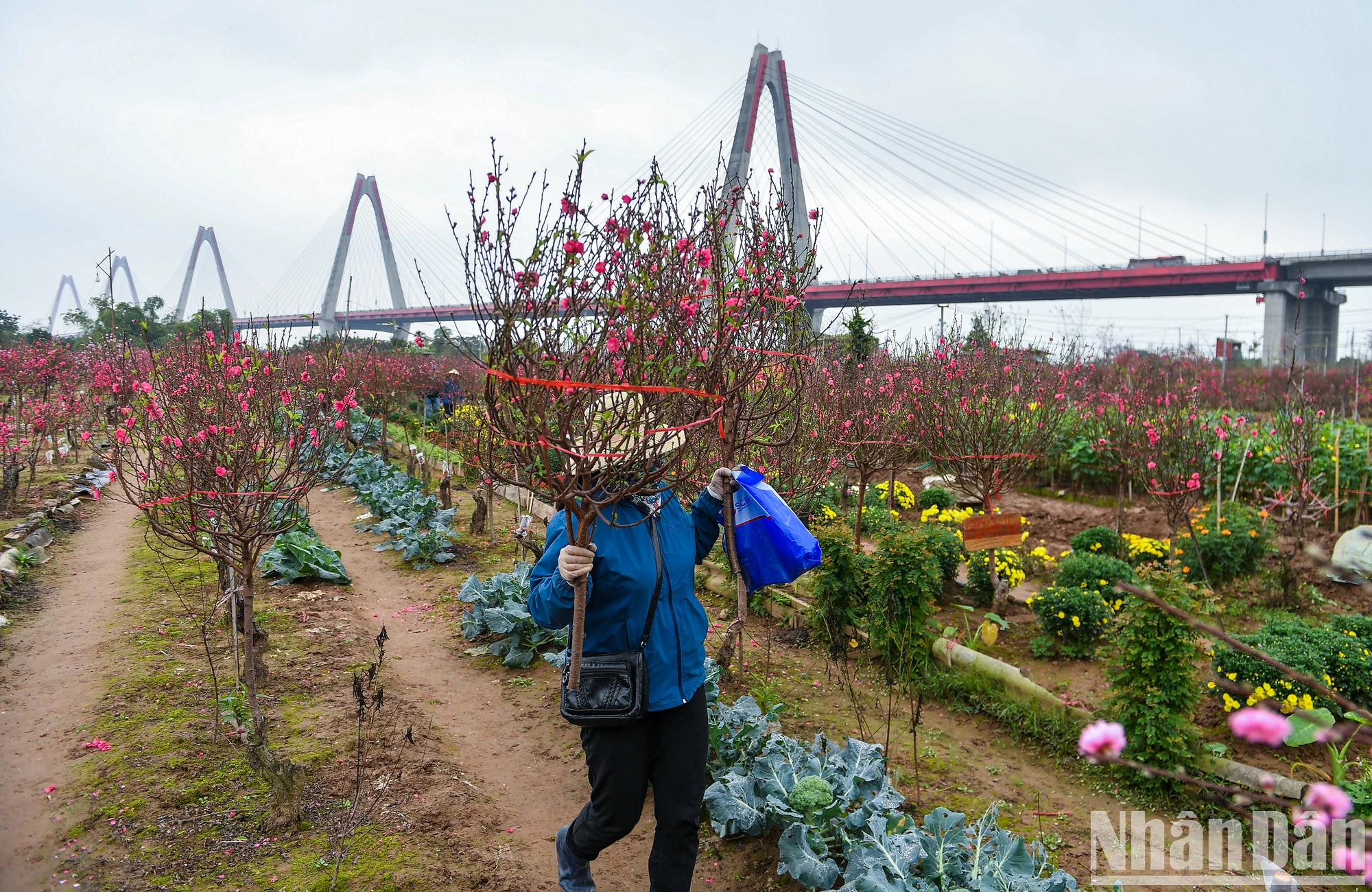 [写真] 旧正月前夜に満開となったニャットタン - プートゥオン桃の花村 写真10