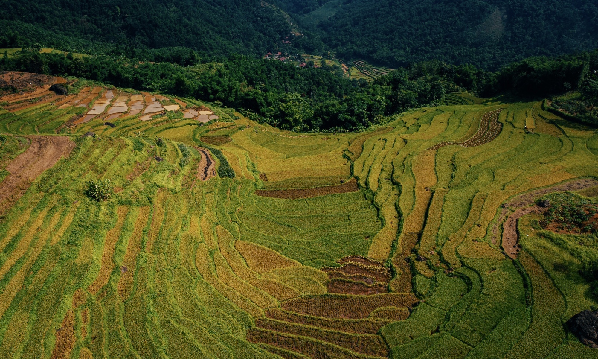 Visitez Pu Luong pendant la saison du riz mûr