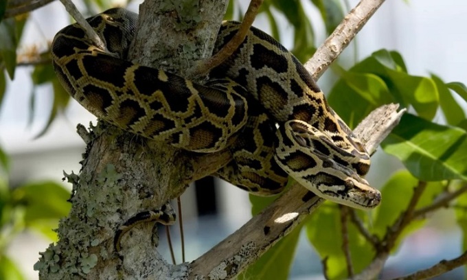 Eine Tigerpython-Python-Hängeschlange hängt an einem Baumstamm im Everglades-Nationalpark. Foto: R. Cammauf