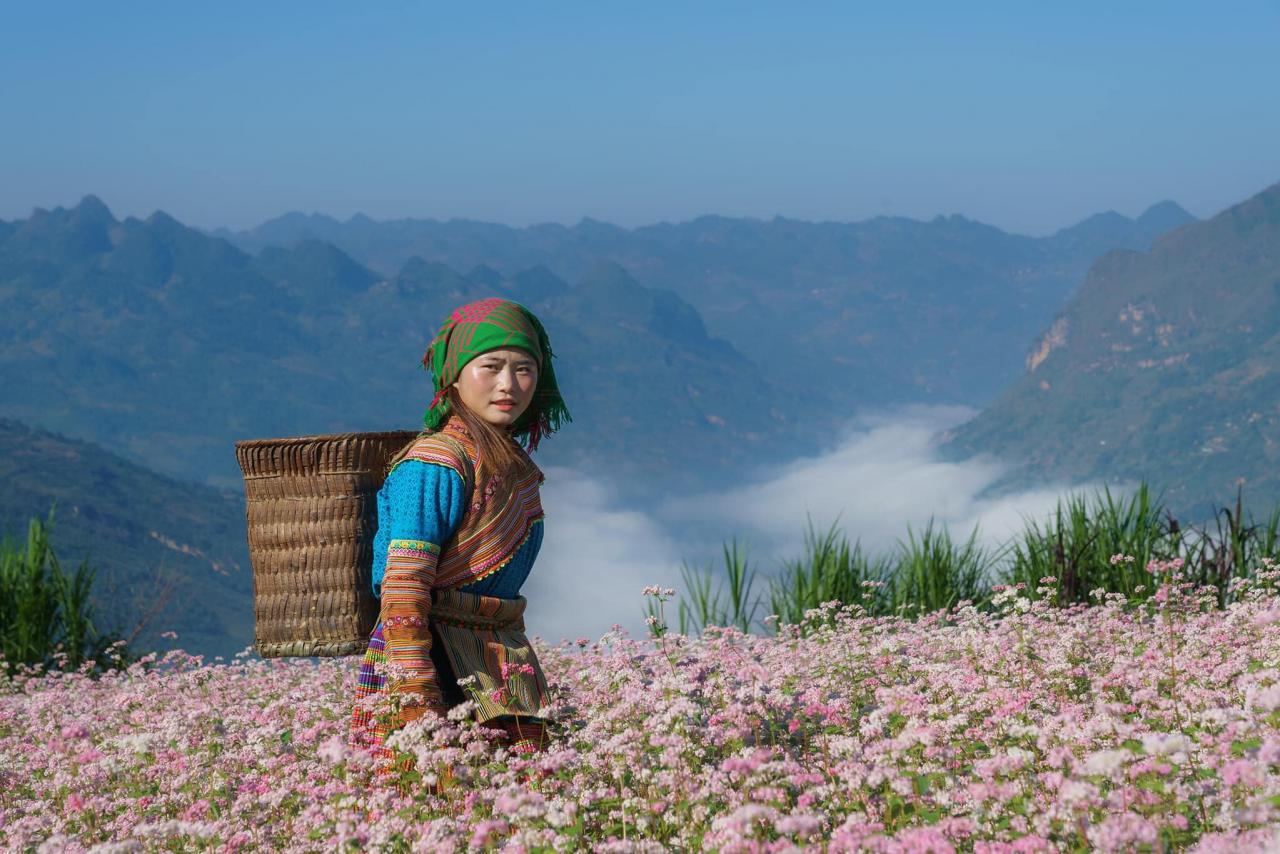 Les fleurs de sarrasin commencent à fleurir à la fin de l'automne. De petites fleurs fragiles, rose-violet, s'entrelacent doucement parmi les montagnes vallonnées de Ha Giang. C'est aussi la fleur qui signale que Ha Giang est entrée dans la saison touristique, la plus belle saison de l'année.