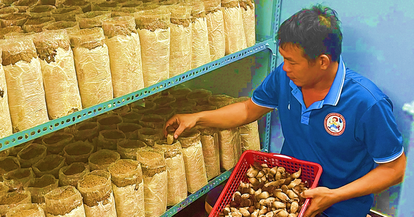 A farmer in Phu Yen successfully grows black termite mushrooms that taste like ginseng and sell for 250,000 VND/kg.