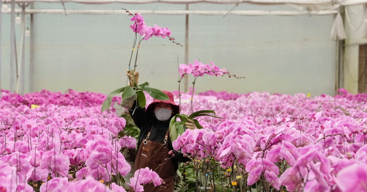 ダラットの旧正月の花：外国の品種は時代遅れ