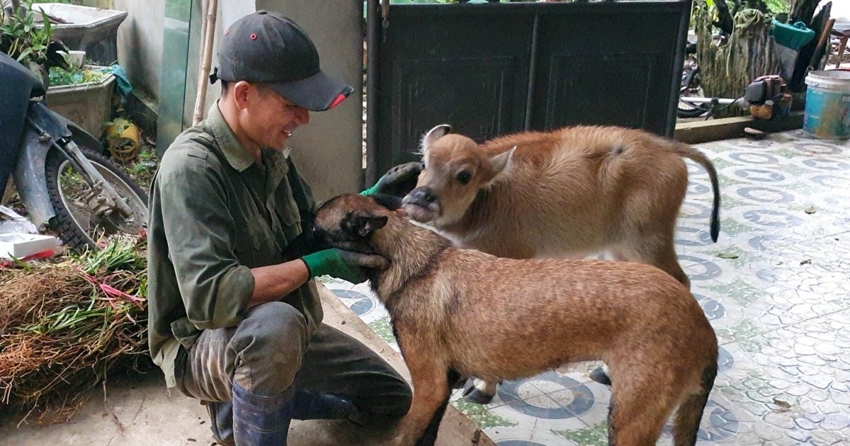 Ein ausgesetztes neugeborenes Kalb wurde gerettet und von einem Holzfällerpaar wie ein Kind aufgezogen.