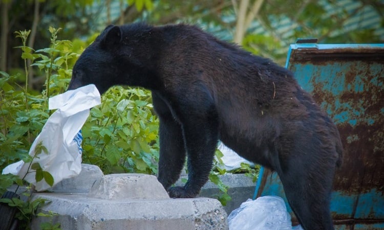 Hungrige Bären dringen nach Waldbränden in kanadische Stadt ein