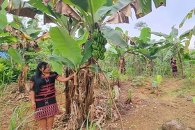 Proposition visant à autoriser l'utilisation de noms de lieux pour enregistrer la marque collective « Banane naine Ta Rut »