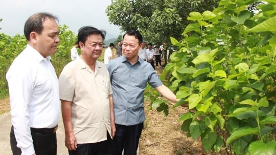 Ngành dâu tằm tơ cần chú trọng hơn sản xuất hữu cơ