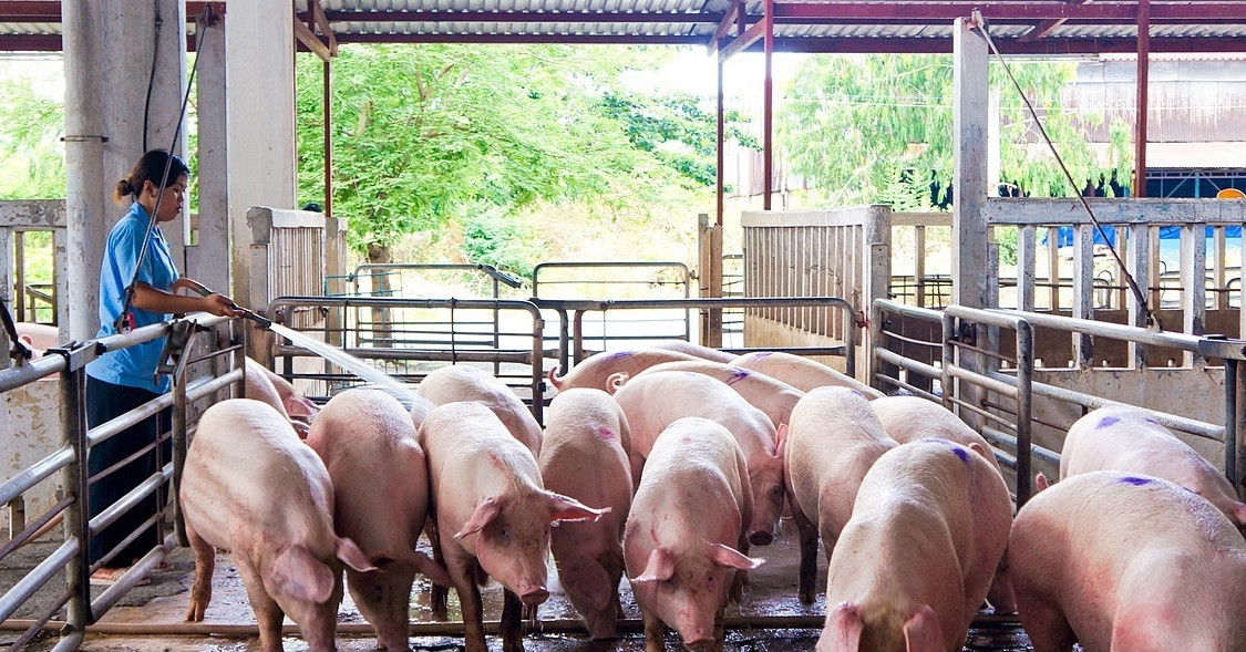 In welcher Provinz Vietnams werden die meisten Schweine gehalten?