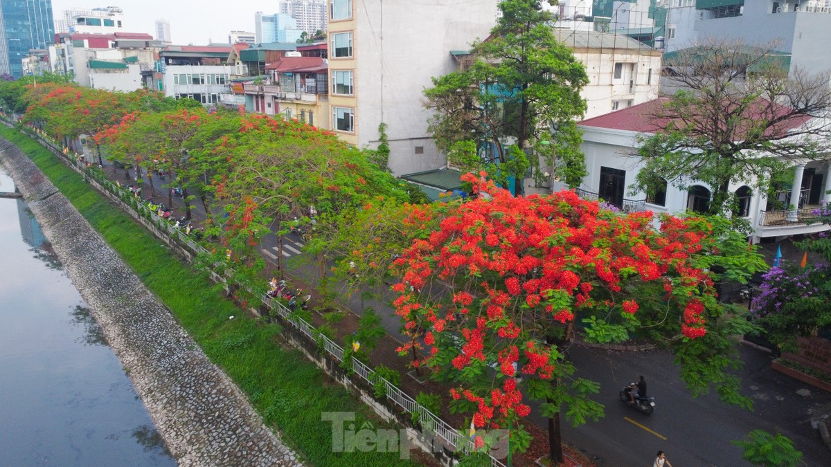 Les fleurs de phénix rouges « illuminent » les rues de Hanoï, photo 1