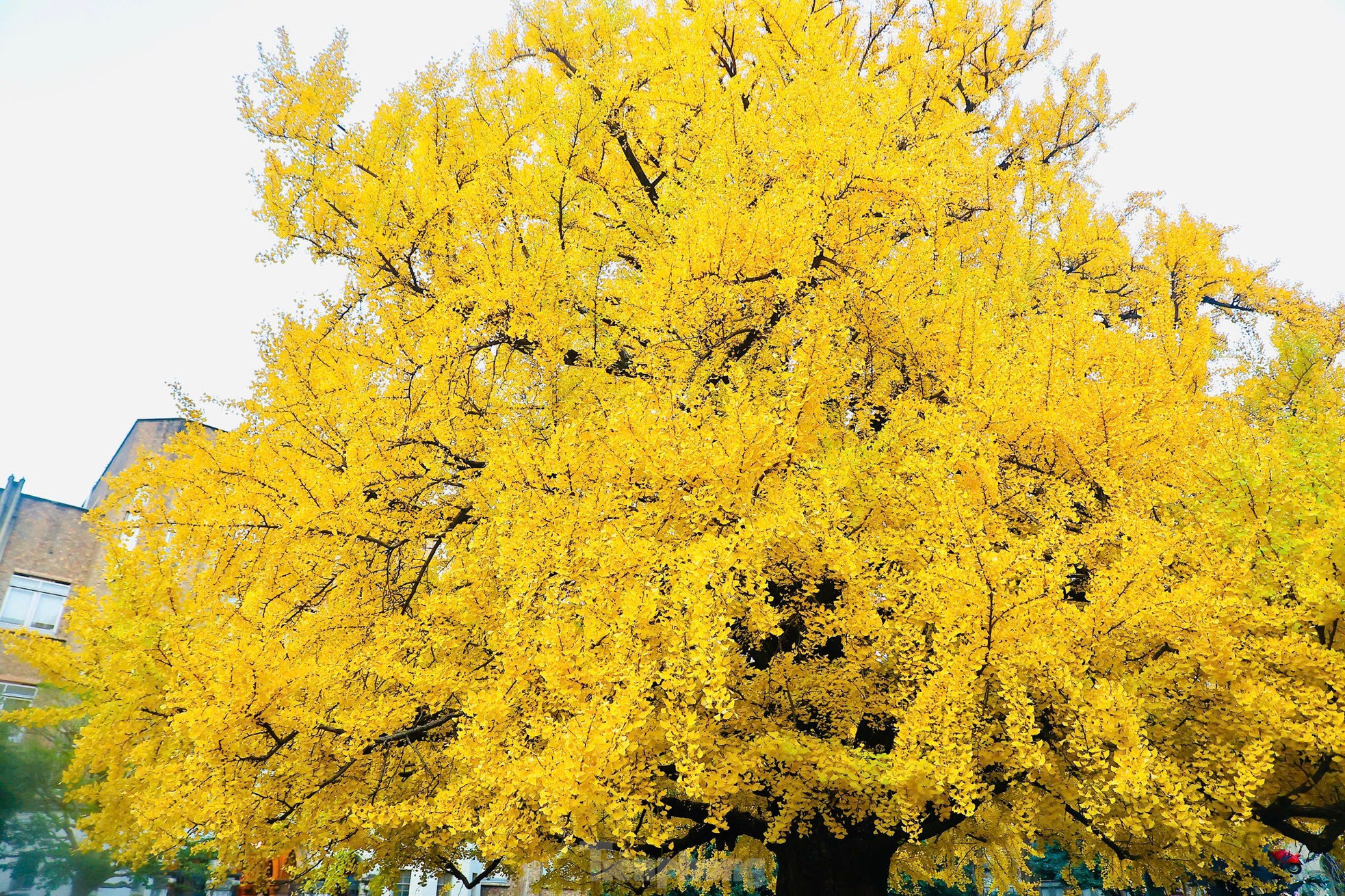 Fasziniert von der Herbstlandschaft mit roten und gelben Blättern in Japan Foto 21