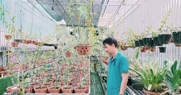 Wild orchid garden in Binh Duong is full of giant orchid pots, fragrant, the owner receives a high salary