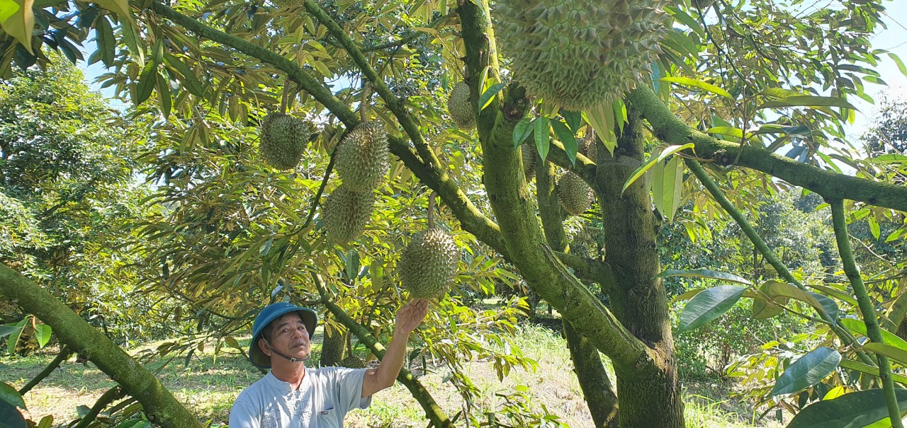 Một huyện ở Khánh Hòa hễ ra vườn là đụng cây tiền tỷ ra ngõ đụng tỷ phú nông dân nhờ trồng sầu riêng- Ảnh 3.