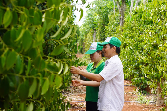 Tiêu Bầu Mây đã có chỗ đứng trên thị trường hồ tiêu nhờ bền bỉ canh tác theo tiêu chuẩn hữu cơ. Ảnh: Nguyễn Thủy.