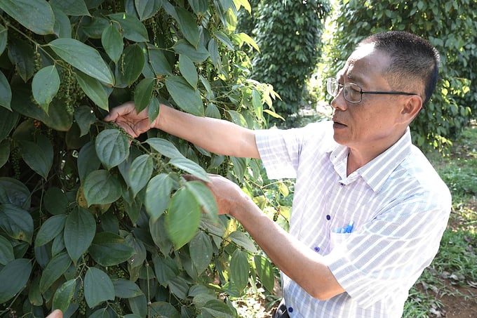 Ông Hồ Gấm, Chủ tịch Hội Nông dân tỉnh Đắk Nông rất tâm đắc với cách làm của HTX Tiêu hữu cơ Bình Tiến. Ảnh: Hồng Thủy.