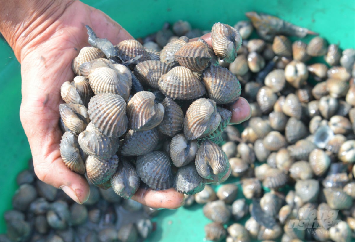 Kien Giang prohíbe la captura de berberechos y almejas en la costa