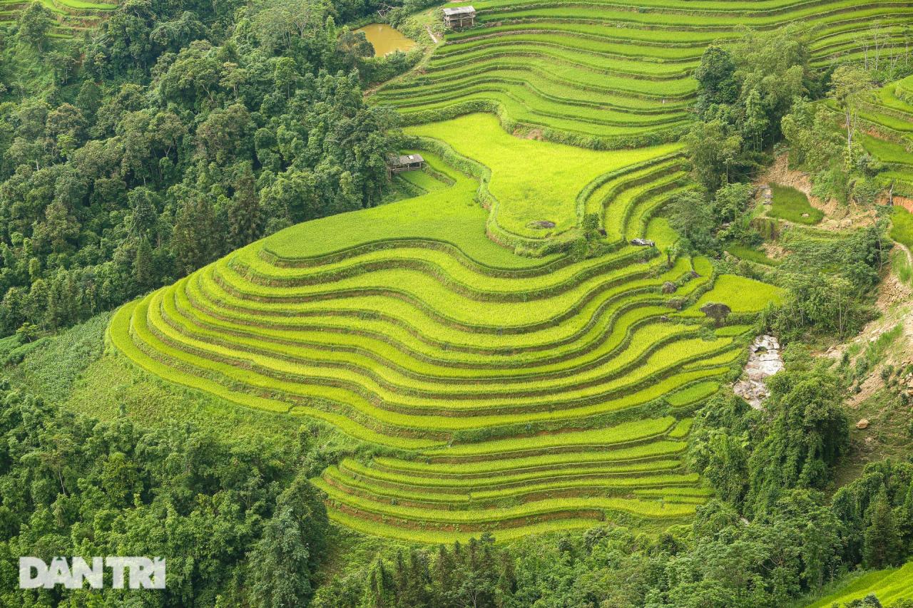 Ngắm mùa vàng bình yên ở Hoàng Su Phì, không lo tắc đường, chen chúc - 2