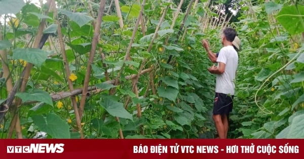 Modèles typiques de coopératives de culture de légumes propres dans les provinces du Nord