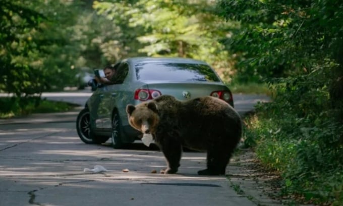 Un ours a mangé un sandwich qui lui avait été lancé par un automobiliste qui passait. Photo : AFP