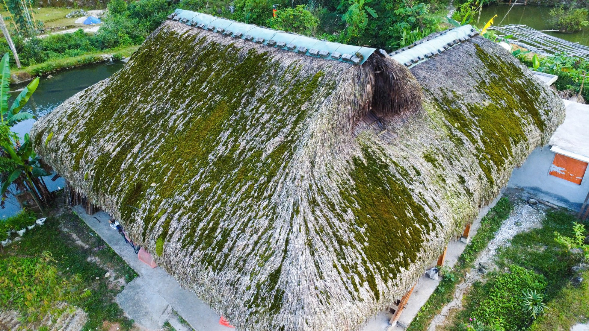 Rare, hard to find mossy roofs that can 'transform' photo 3