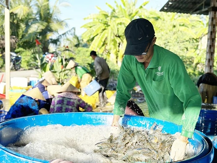 Tôm càng xanh, tôm sú là vật nuôi chủ lực đang tăng giá tốt nhất ở Kiên Giang, xúc lên bán trúng- Ảnh 1.