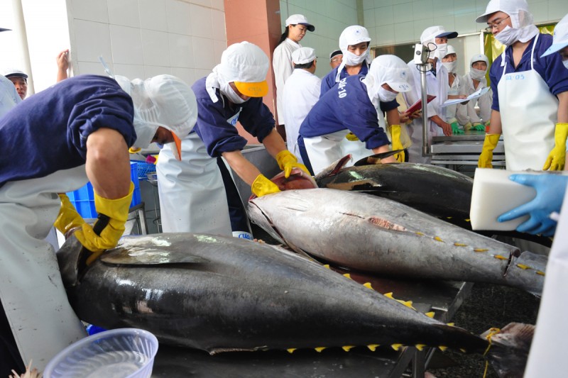 米国とEUへのマグロ輸出は引き続き増加