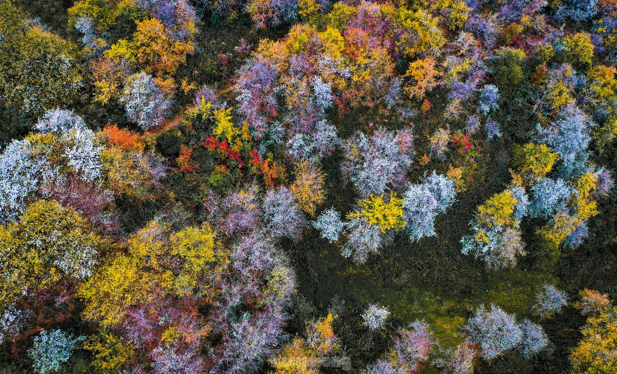 To the capital of hawthorn flowers Mu Cang Chai