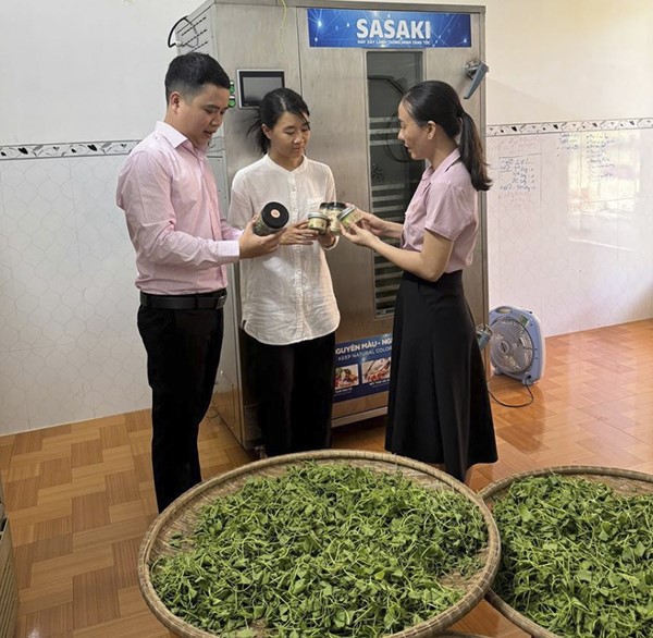 LAQUE-Produktionsanlage für gefriergetrocknetes Wassernabelpulver von Frau Pham Thi Thu Thao. Foto: NHCSXH