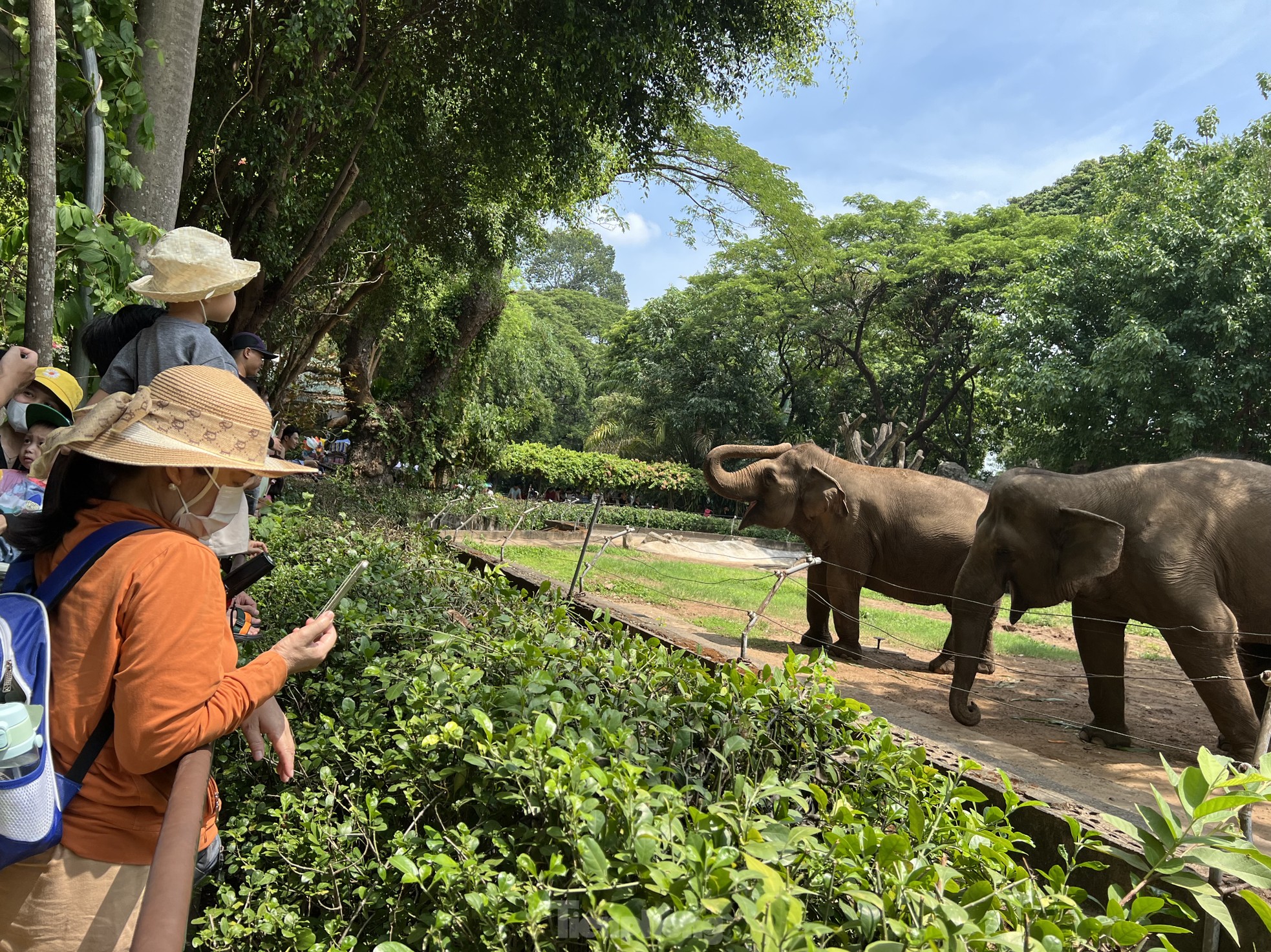 Los turistas disfrutan de la celebración del primer cumpleaños de dos cachorros de tigre llamados Binh y Duong foto 12