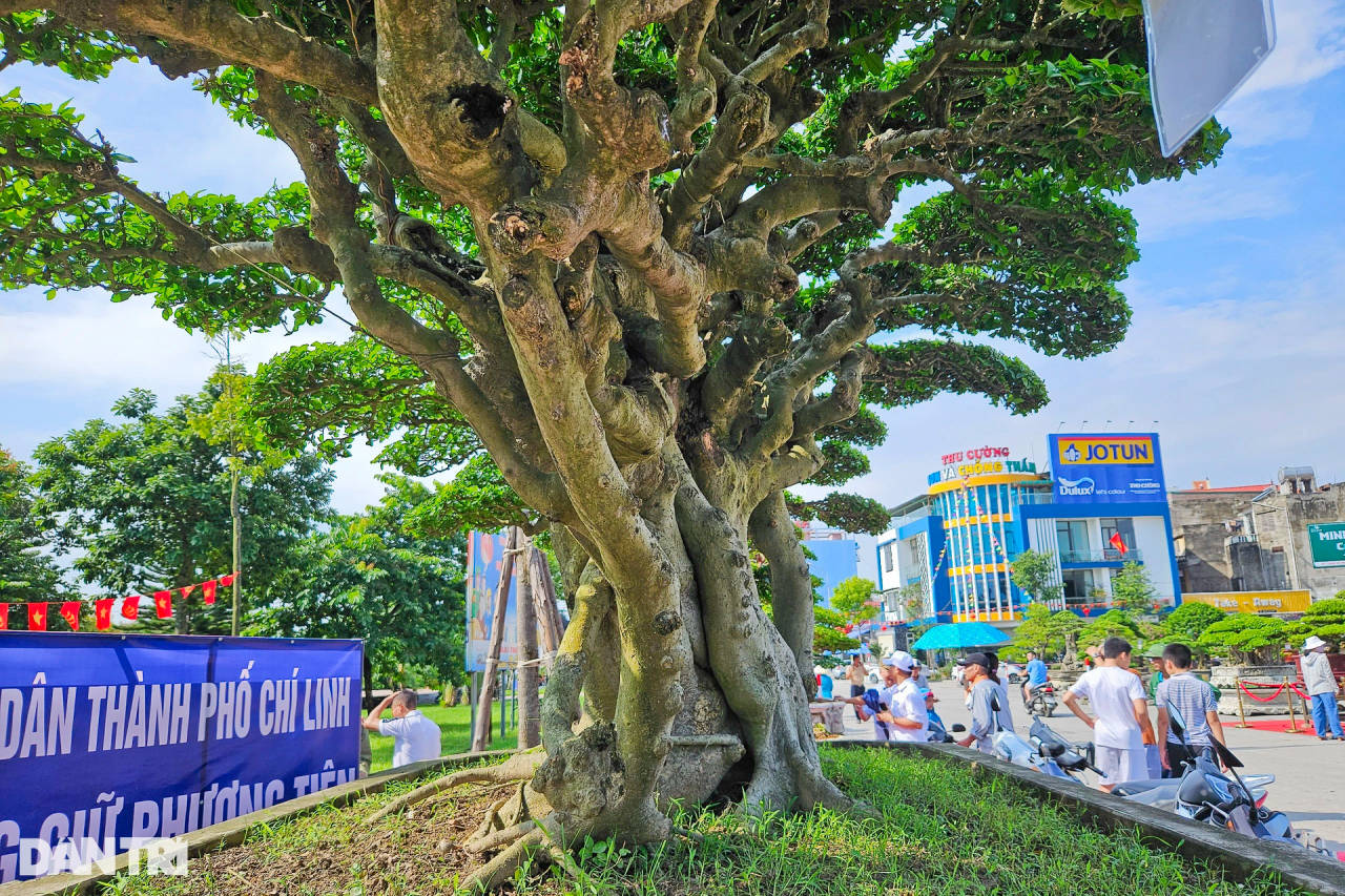 Cận cảnh cây duối tiền tỷ tại Festival Chí Linh - Hải Dương năm 2023 - 8