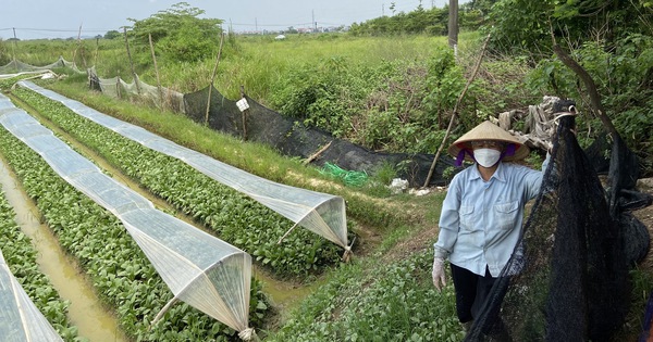 Tin tức sáng 3-7: Sẽ tiếp tục miễn thuế đất nông nghiệp; Lương thưởng mới lực lượng vũ trang ra sao?