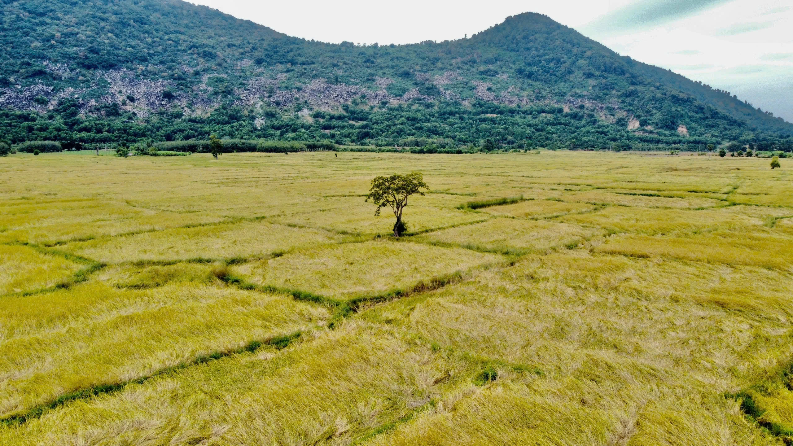 Paysage paisible au pied de la montagne Ba Den pendant la saison du riz mûr