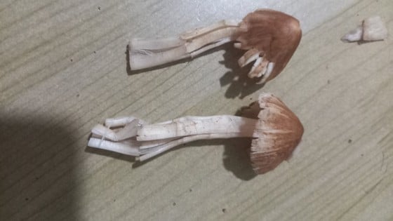 15 personnes empoisonnées après avoir mangé des champignons sauvages photo 2