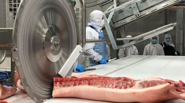 El precio del cerdo es "inestable", se espera que las empresas exportadoras atraigan divisas para la industria ganadera.